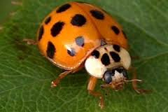 asian-beetle2